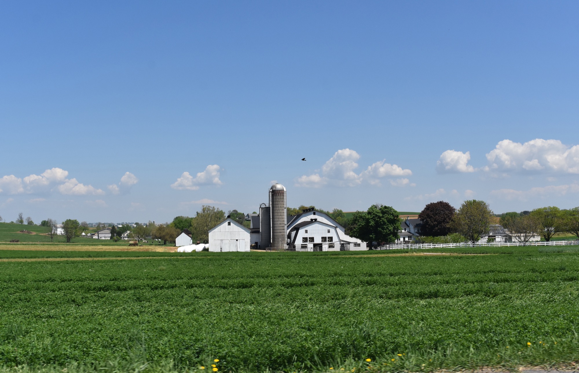 Lancaster County, Pennsylvania farmland with a white barn and silos under a blue sky